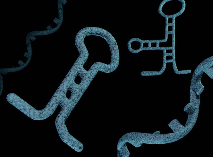 RNA Function and Modelling