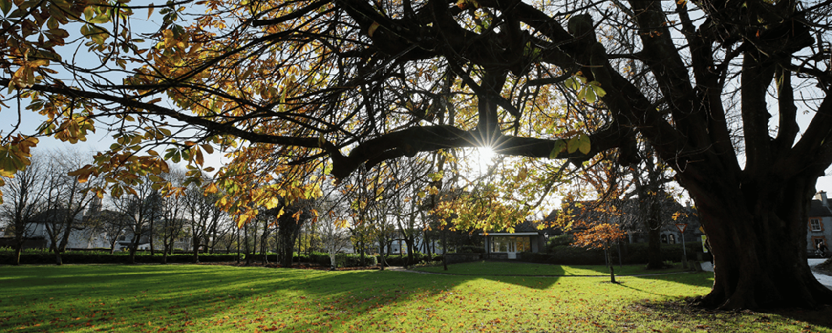 Lawn in front of Quad with sun shining through tree