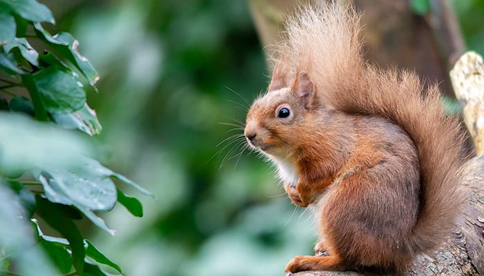 Red squirrel. Credit - Katy Bell