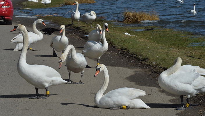 Swans at Broadmeadow Estuary in Swords