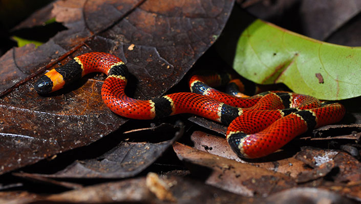 A Central American Coral Snake (Micrurus nigrocinctus), a venomous species displaying its distinctiv