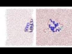Myoglobin peptide56-131 at air-water interface