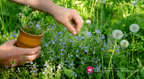 picking herbs from Herb Garden