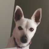 White dog head shot