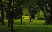 Trees in a park