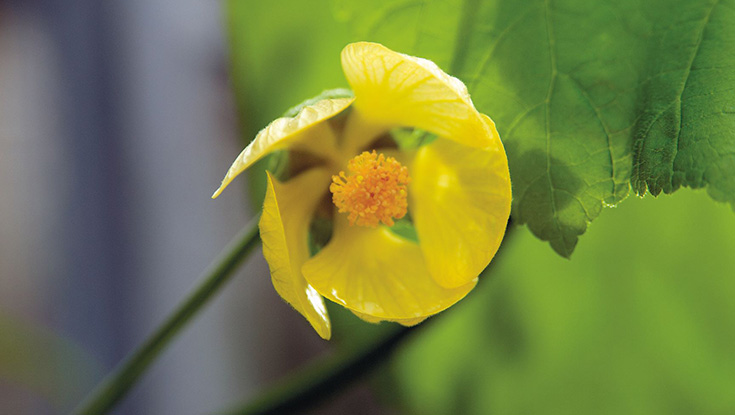 The only known wild species of Abutilon pitcairnense was wiped off Pitcairn Island after a landslide