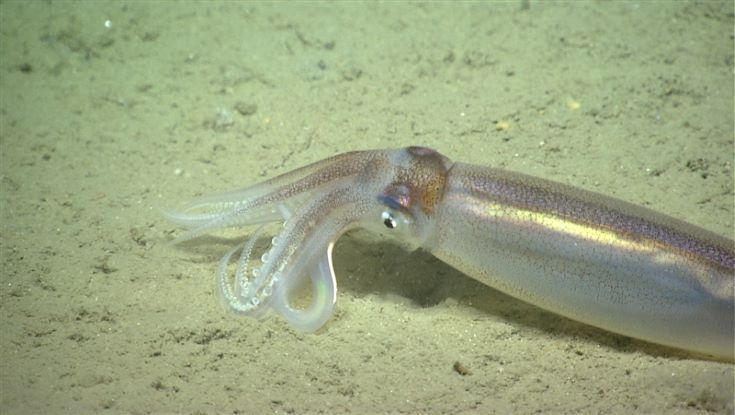 Oceanic Squid