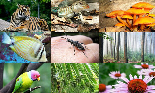 Biodiversity & Bioresources Research Cluster 
