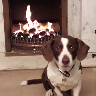 Dog sitting by an open fire, facing the camera